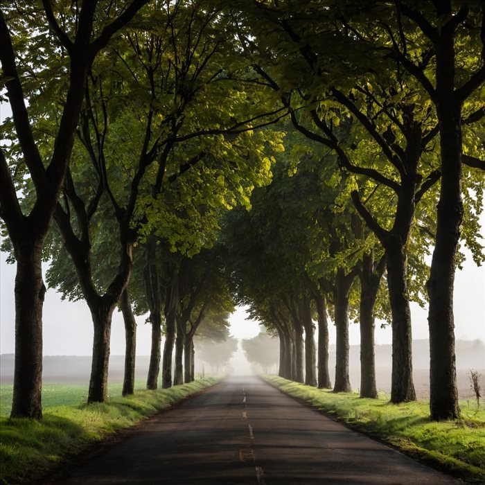Forêt : Pourquoi ce lieu suscite-t-il l'inquiétude ?